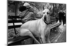 Great Dane in Central Park NYC B/W-null-Mounted Photo