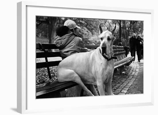 Great Dane in Central Park NYC B/W-null-Framed Photo