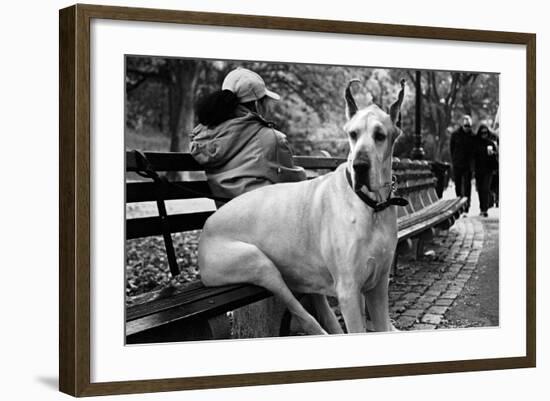 Great Dane in Central Park NYC B/W-null-Framed Photo