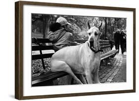 Great Dane in Central Park NYC B/W-null-Framed Photo