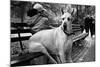 Great Dane in Central Park NYC B/W-null-Mounted Photo