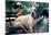 Great Dane on Central Park Bench NYC-null-Mounted Poster