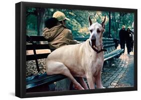 Great Dane on Central Park Bench NYC-null-Framed Poster