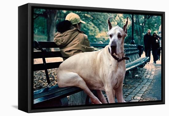 Great Dane on Central Park Bench NYC-null-Framed Stretched Canvas