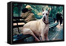 Great Dane on Central Park Bench NYC-null-Framed Stretched Canvas