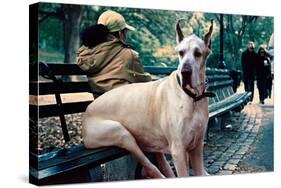 Great Dane on Central Park Bench NYC-null-Stretched Canvas