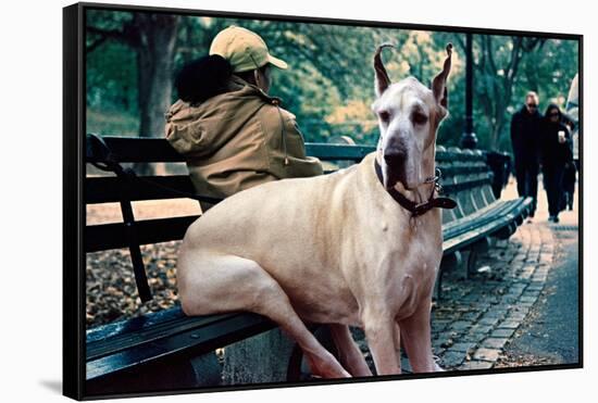 Great Dane on Central Park Bench NYC-null-Framed Stretched Canvas