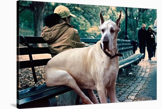 Great Dane on Central Park Bench NYC-null-Stretched Canvas