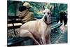 Great Dane on Central Park Bench NYC-null-Stretched Canvas