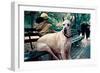 Great Dane on Central Park Bench NYC-null-Framed Photo