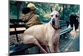 Great Dane on Central Park Bench NYC-null-Mounted Photo