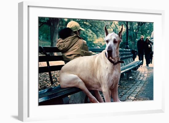 Great Dane on Central Park Bench NYC-null-Framed Photo