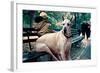Great Dane on Central Park Bench NYC-null-Framed Photo