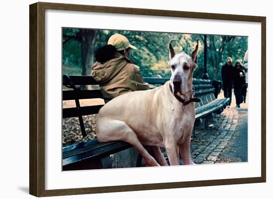 Great Dane on Central Park Bench NYC-null-Framed Photo