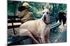 Great Dane on Central Park Bench NYC-null-Mounted Photo