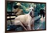 Great Dane on Central Park Bench NYC-null-Framed Photo