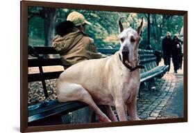 Great Dane on Central Park Bench NYC-null-Framed Photo