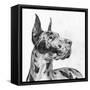 Great Dane Portrait II-Melissa Wang-Framed Stretched Canvas