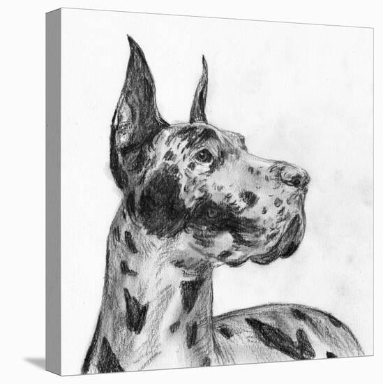 Great Dane Portrait II-Melissa Wang-Stretched Canvas