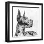 Great Dane Portrait II-Melissa Wang-Framed Art Print