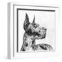 Great Dane Portrait II-Melissa Wang-Framed Art Print