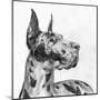 Great Dane Portrait II-Melissa Wang-Mounted Art Print