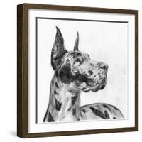 Great Dane Portrait II-Melissa Wang-Framed Art Print