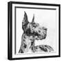 Great Dane Portrait II-Melissa Wang-Framed Art Print