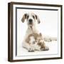 Great Dane Puppy, Tia, 14 Weeks, with Brown and White Rabbit-Mark Taylor-Framed Photographic Print