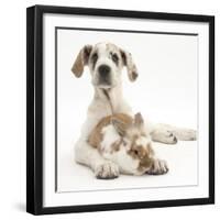 Great Dane Puppy, Tia, 14 Weeks, with Brown and White Rabbit-Mark Taylor-Framed Photographic Print