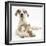 Great Dane Puppy, Tia, 14 Weeks, with Brown and White Rabbit-Mark Taylor-Framed Photographic Print