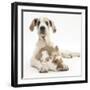 Great Dane Puppy, Tia, 14 Weeks, with Brown and White Rabbit-Mark Taylor-Framed Photographic Print