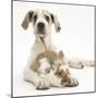 Great Dane Puppy, Tia, 14 Weeks, with Brown and White Rabbit-Mark Taylor-Mounted Photographic Print