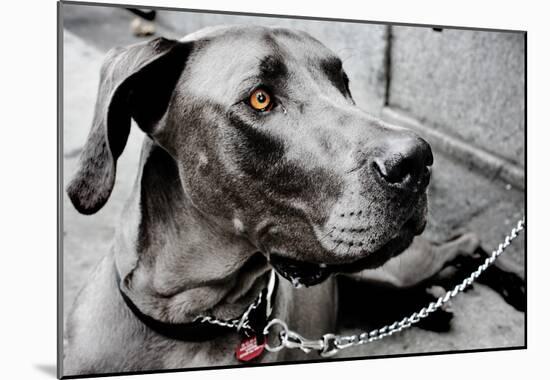 Great Dane-null-Mounted Poster