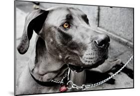 Great Dane-null-Mounted Poster