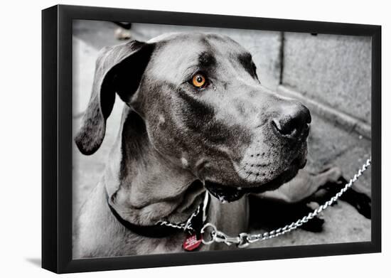 Great Dane-null-Framed Poster