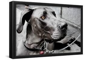 Great Dane-null-Framed Poster