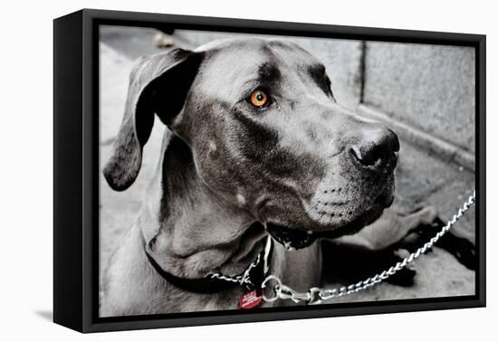 Great Dane-null-Framed Stretched Canvas