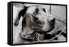 Great Dane-null-Framed Stretched Canvas