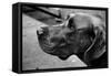 Great Dane-null-Framed Stretched Canvas