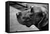 Great Dane-null-Framed Stretched Canvas