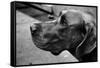 Great Dane-null-Framed Stretched Canvas