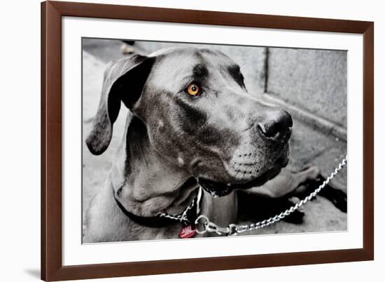 Great Dane-null-Framed Photo