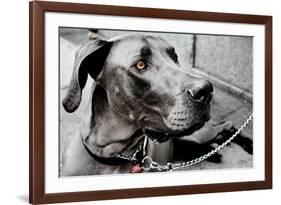 Great Dane-null-Framed Photo