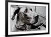 Great Dane-null-Framed Photo