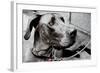 Great Dane-null-Framed Photo