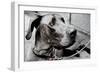 Great Dane-null-Framed Photo