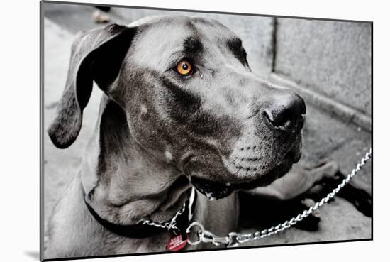 Great Dane-null-Mounted Photo