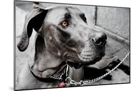 Great Dane-null-Mounted Photo