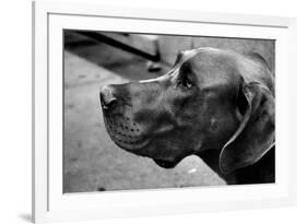 Great Dane-null-Framed Photo